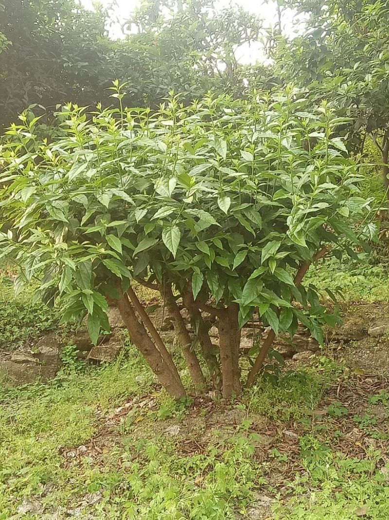 素心蜡梅4~6cm4~6cm2.5~3米
