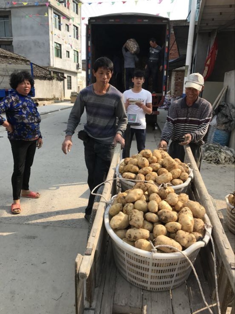 兴佳2号土豆2两以上精品产地直发货源充足