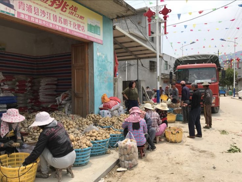兴佳2号土豆2两以上精品产地直发货源充足