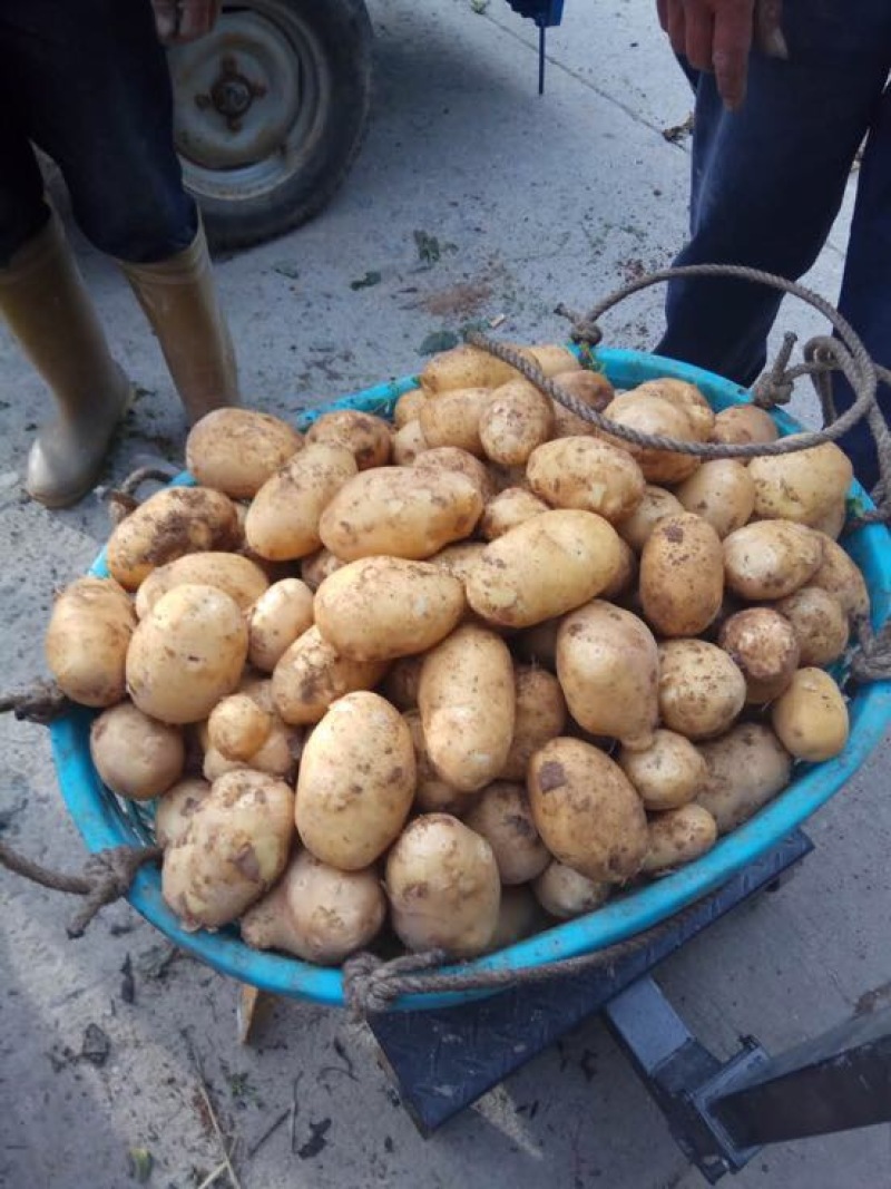 兴佳2号土豆2两以上精品产地直发货源充足