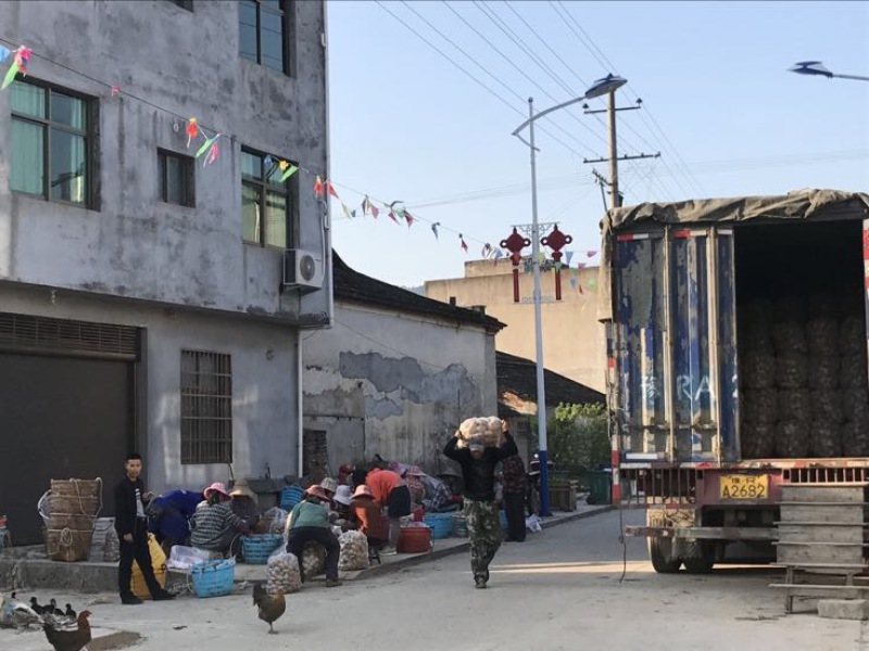 兴佳2号土豆2两以上精品产地直发货源充足