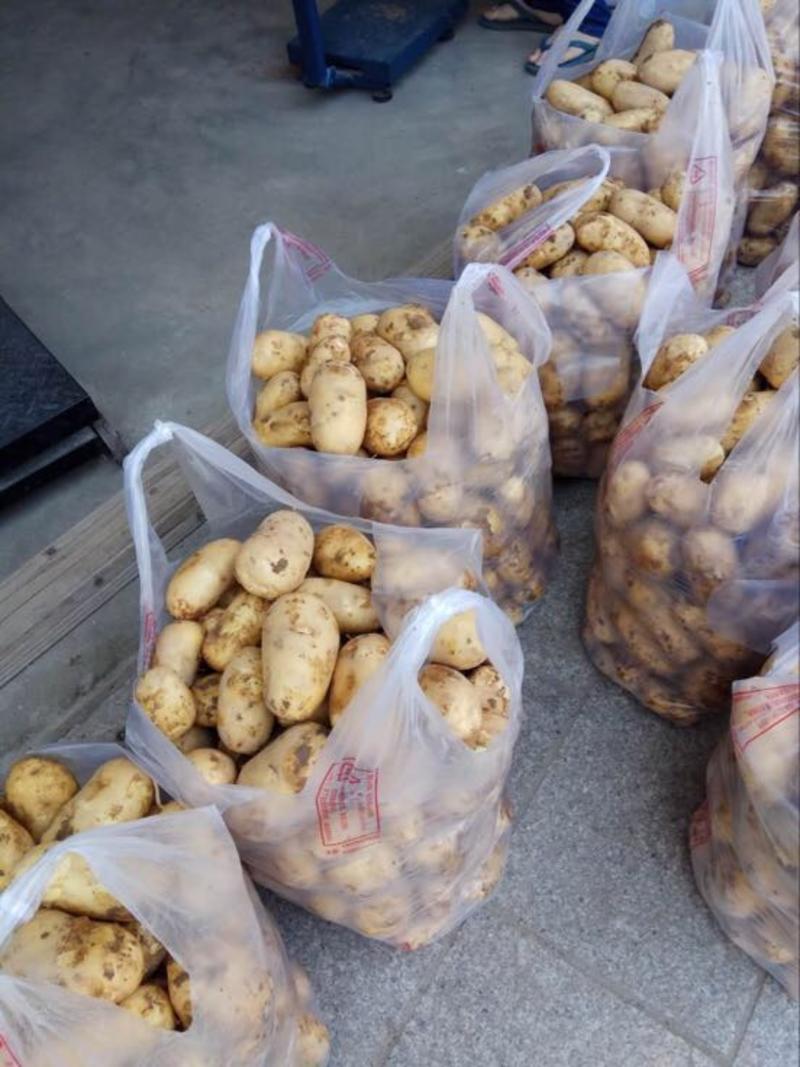 沙地土豆闽薯1号精品黄皮黄心产地直发新鲜上市