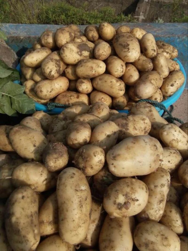沙地土豆闽薯1号精品黄皮黄心产地直发新鲜上市