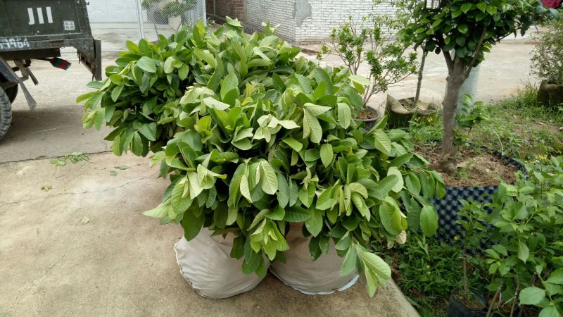 番石榴苗30~50cm