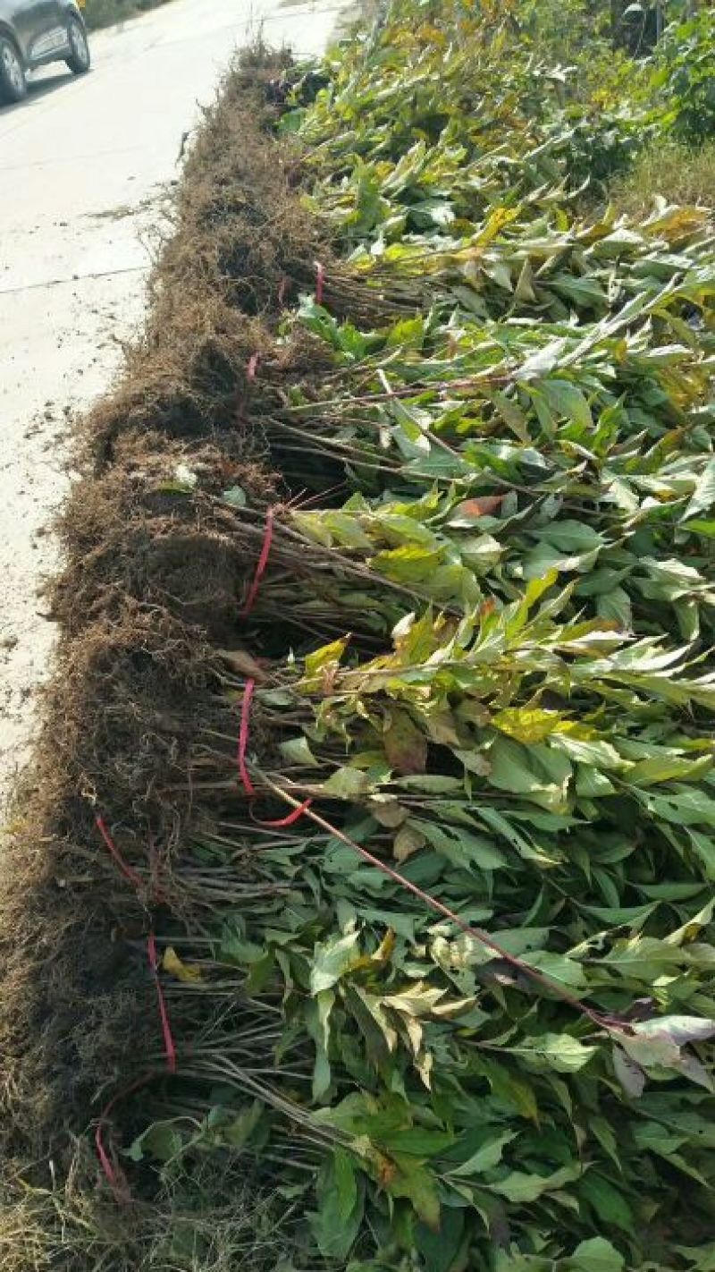 床苗出售：10-20cm红王子锦带床苗
