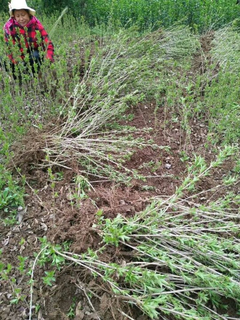 床苗出售：10-20cm红王子锦带床苗