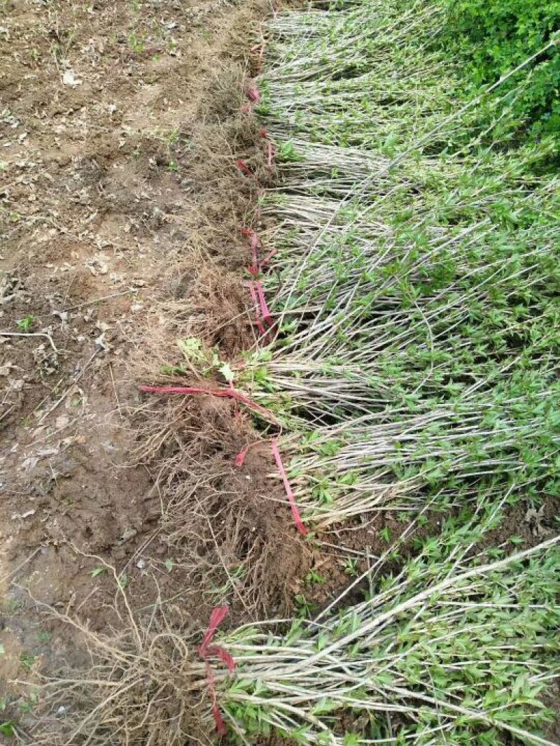 床苗出售：10-20cm红王子锦带床苗