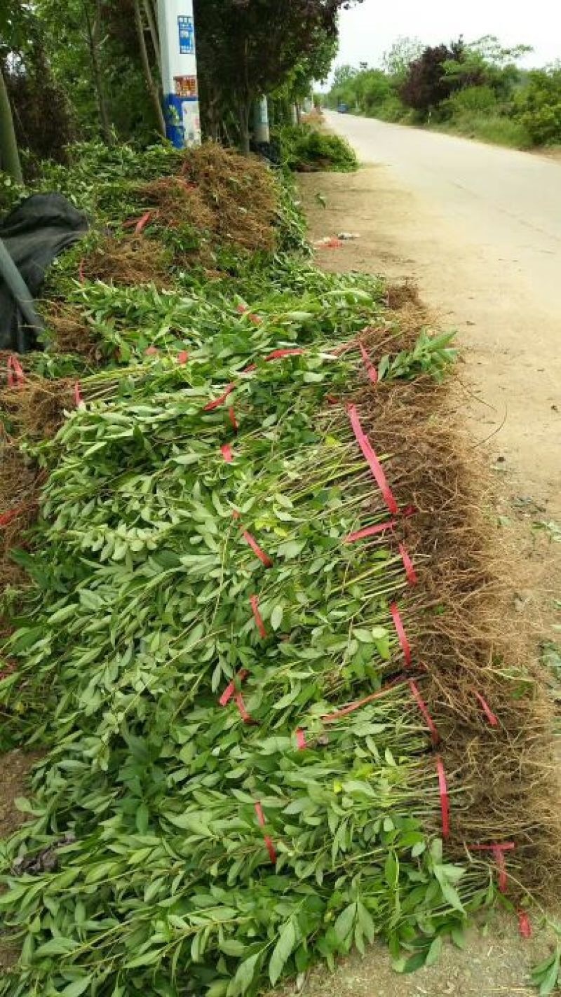 床苗出售：10-20cm红王子锦带床苗