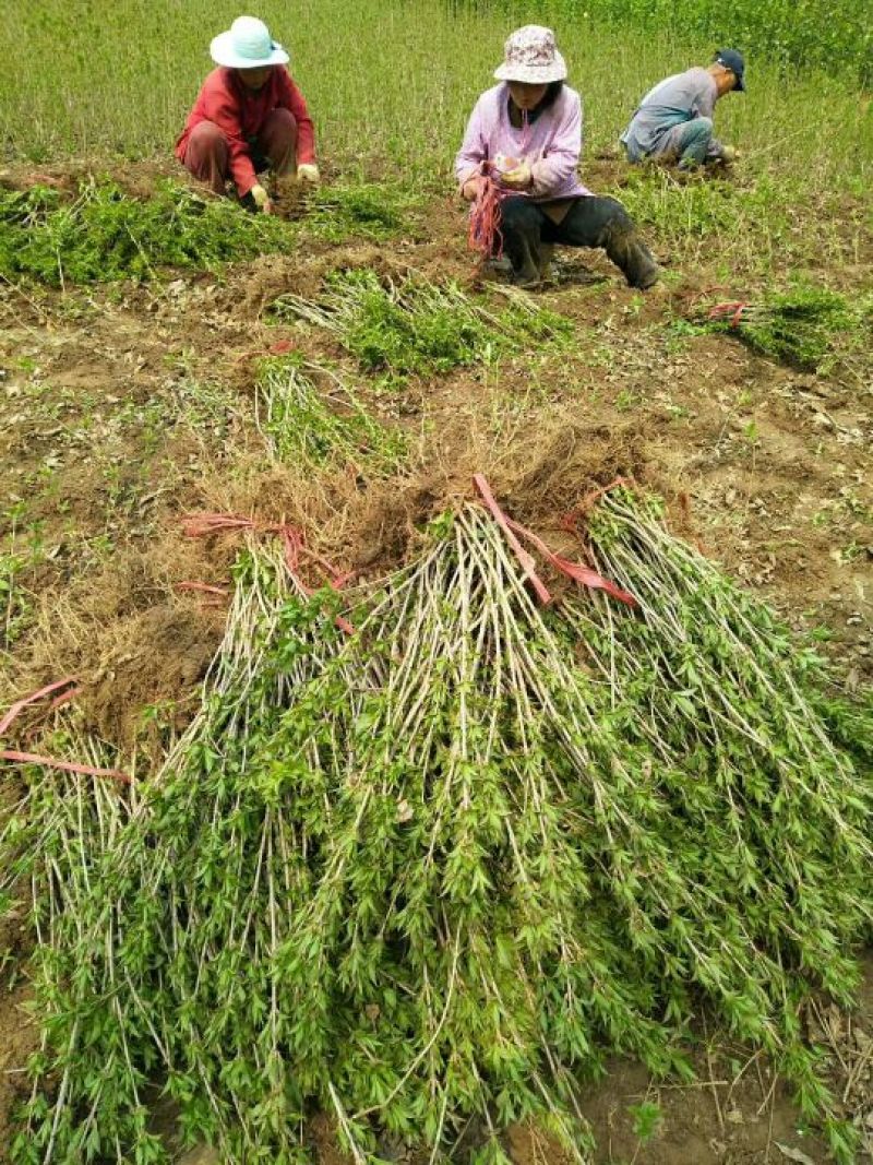 床苗出售：10-20cm红王子锦带床苗