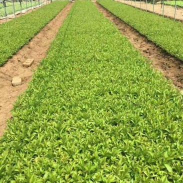 床苗出售：10-20cm红王子锦带床苗