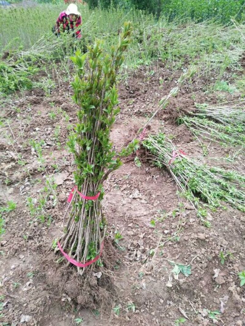 床苗出售：10-20cm红王子锦带床苗
