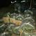 密刺黄瓜鲜花带刺22~25公分基地直供价格便宜