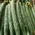 密刺黄瓜鲜花带刺22~25公分基地直供价格便宜