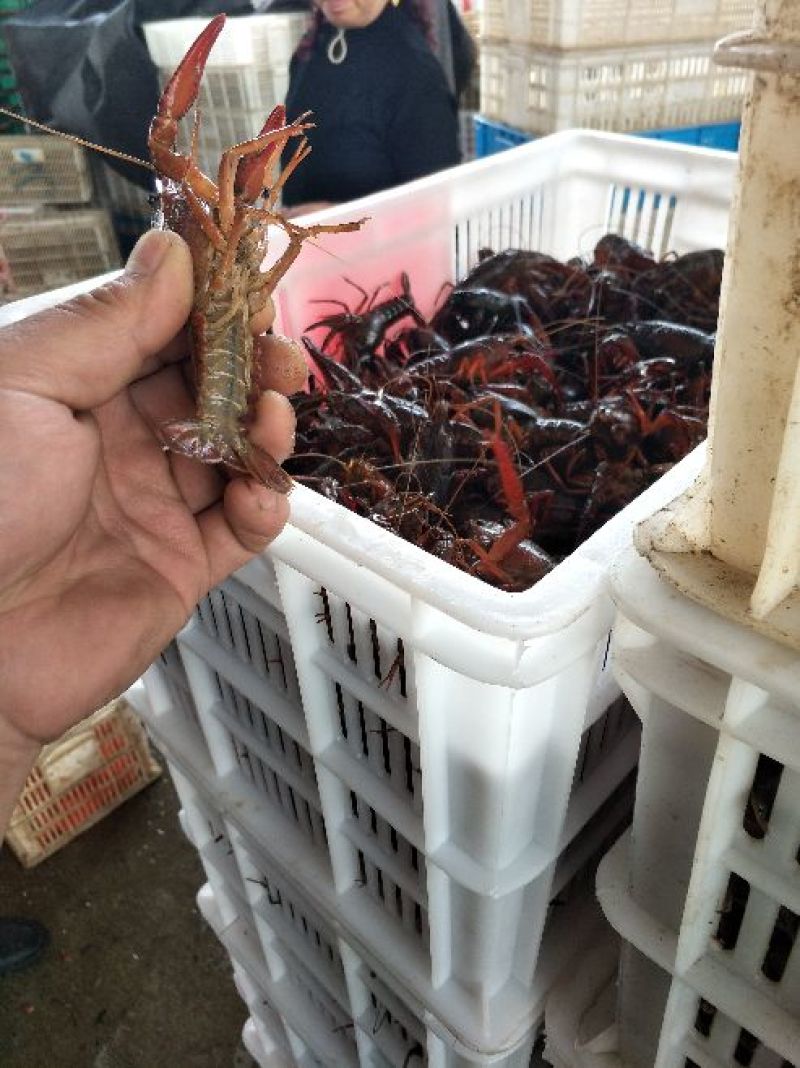 小龙虾食用7-9钱（35-45克）活虾稻田套养