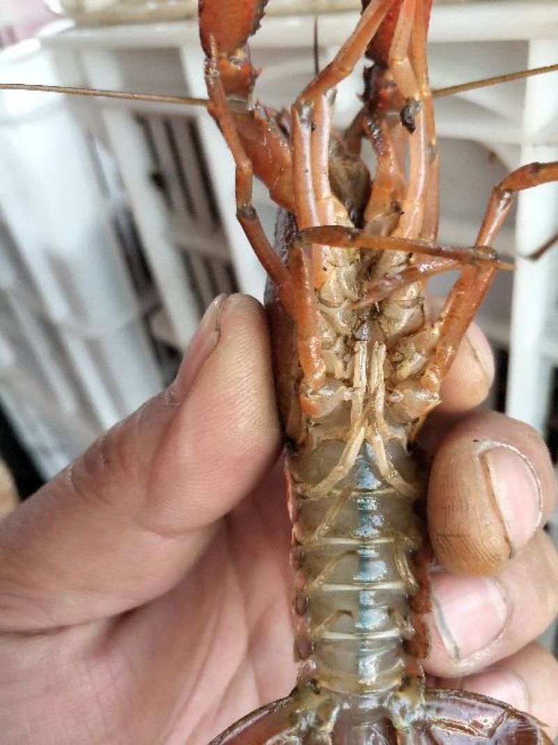 小龙虾食用7-9钱（35-45克）活虾稻田套养