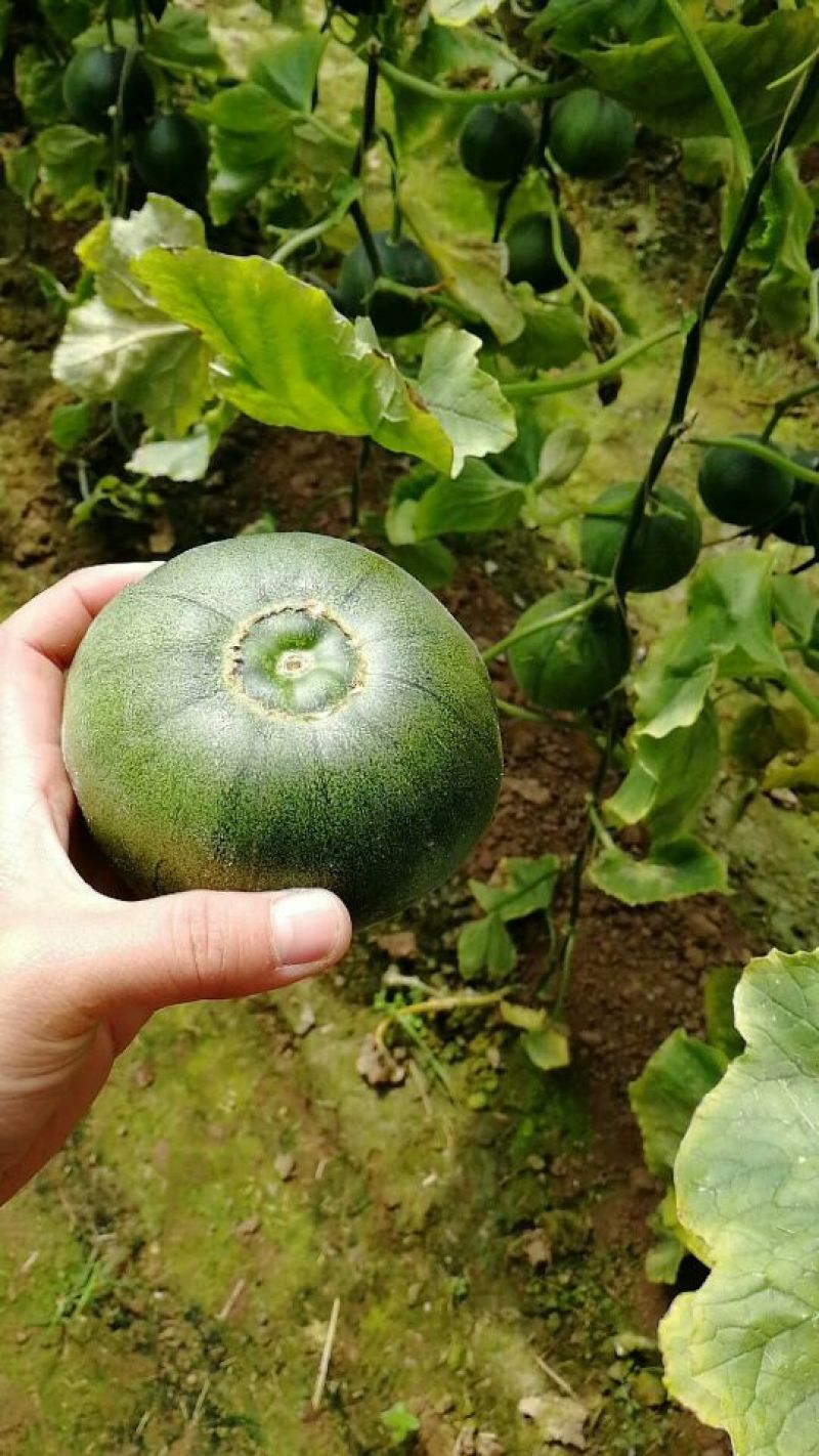 预售绿宝石甜瓜0.3斤以上