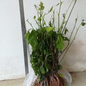 长果桑树苗60~80cm