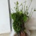 长果桑树苗60~80cm