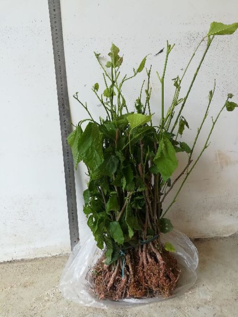 长果桑树苗60~80cm