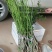 长果桑树苗60~80cm