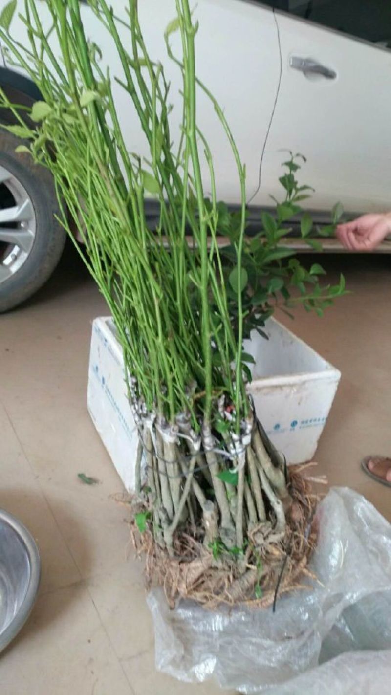 长果桑树苗60~80cm