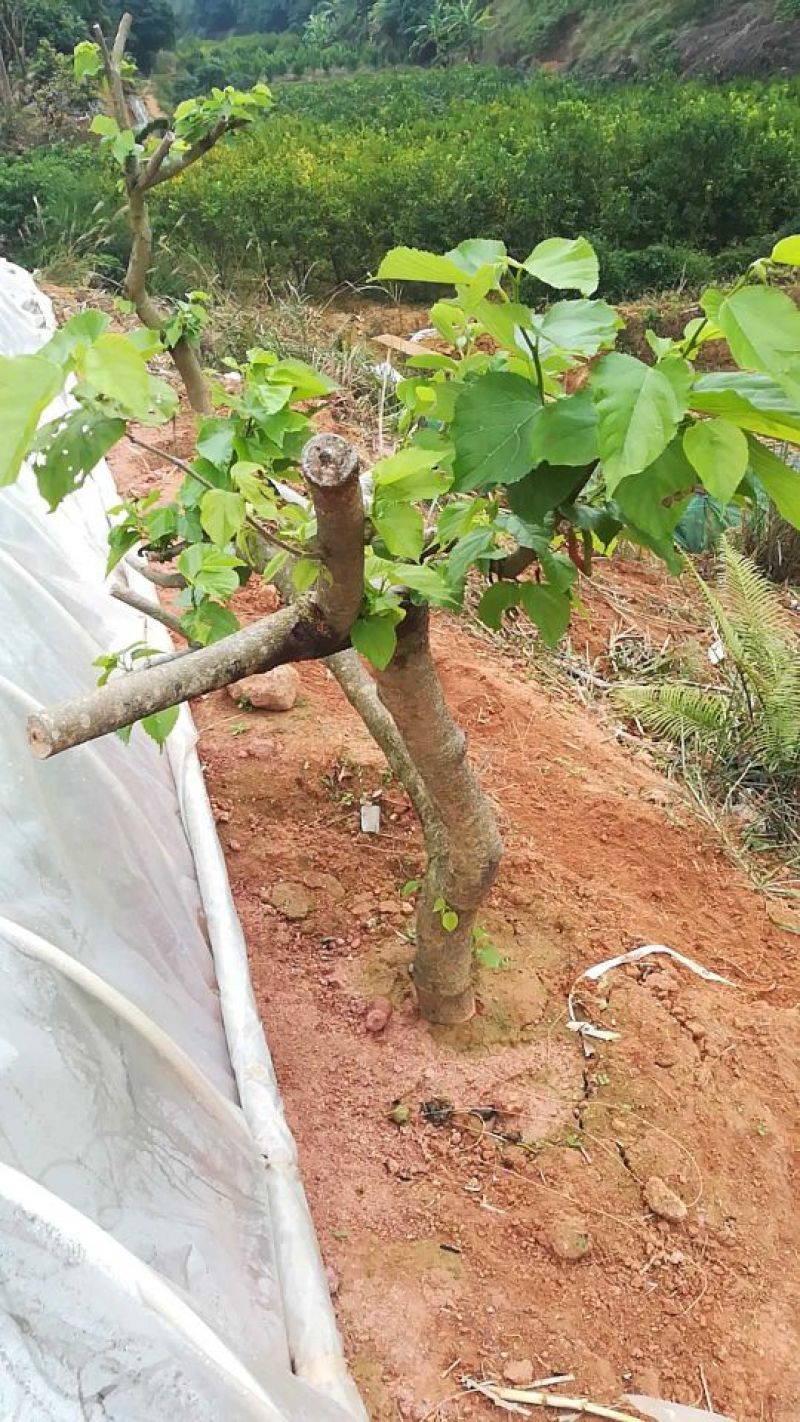 长果桑树苗60~80cm