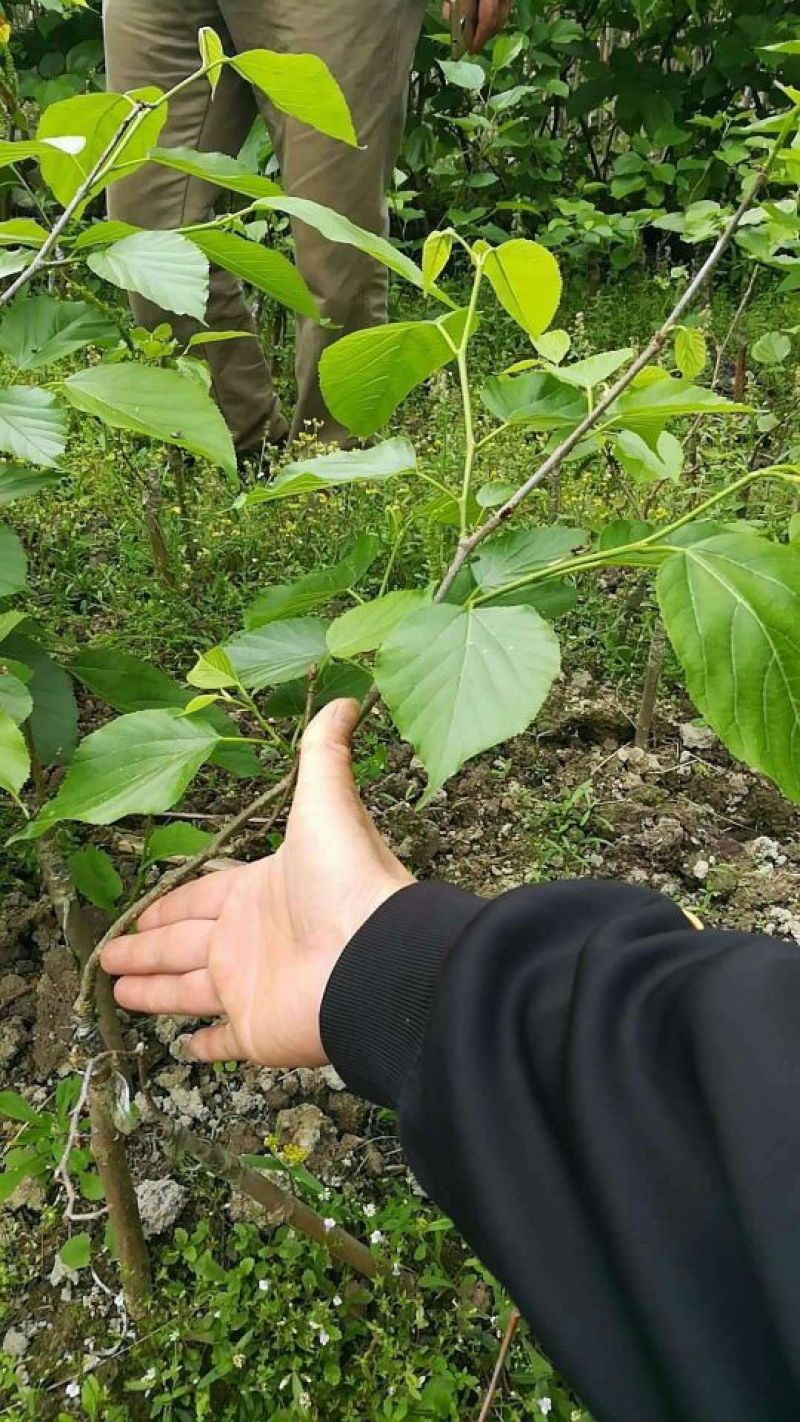 长果桑树苗60~80cm