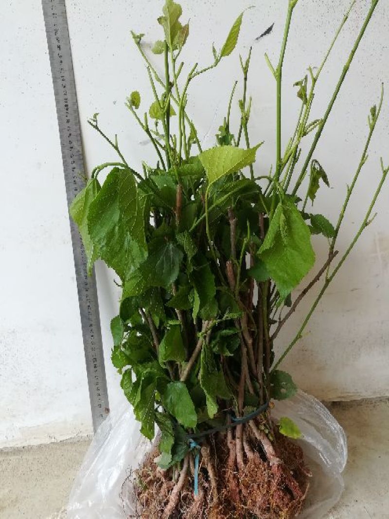 长果桑树苗60~80cm