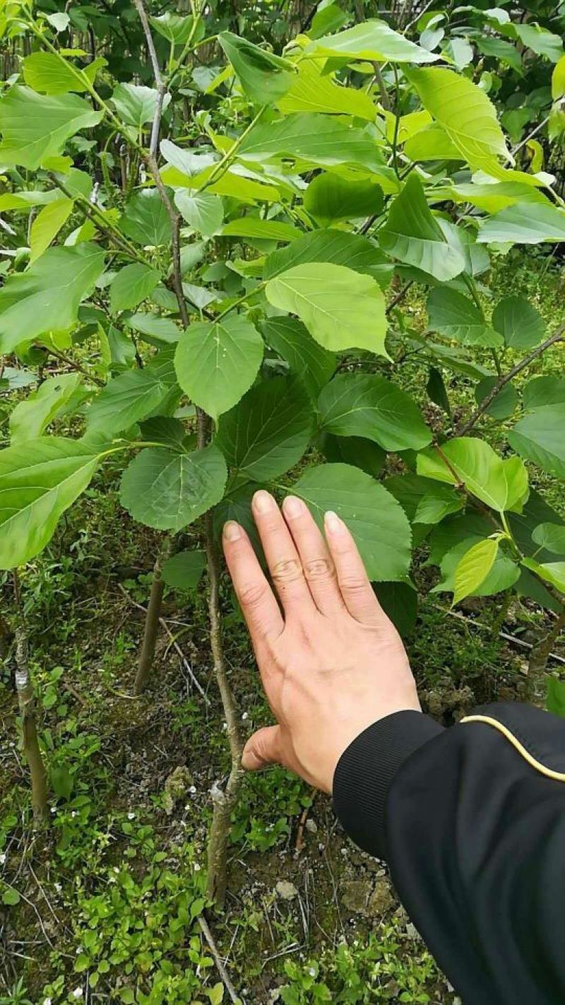 长果桑树苗60~80cm