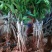 长果桑树苗60~80cm