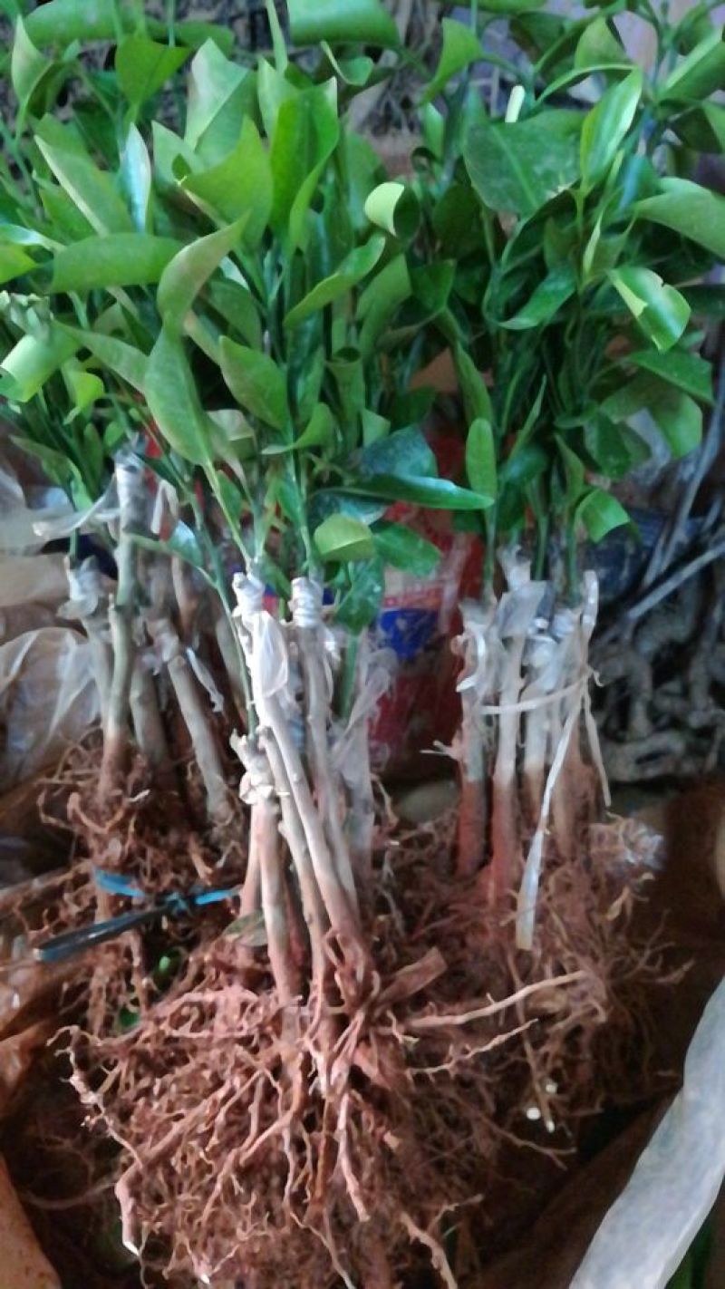 长果桑树苗60~80cm