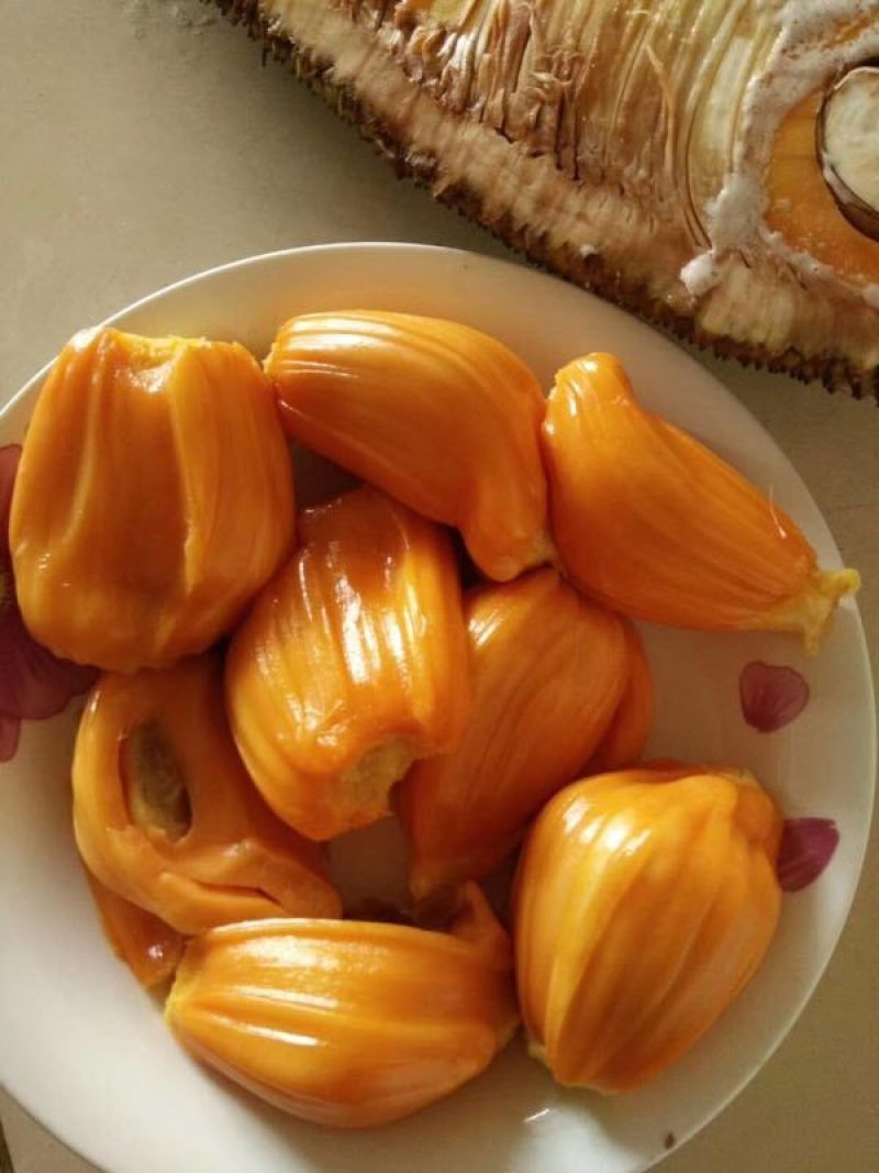 1号马来西亚菠萝蜜苗嫁接树
