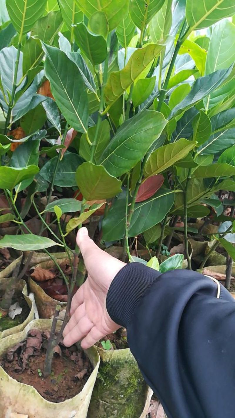 1号马来西亚菠萝蜜苗嫁接树
