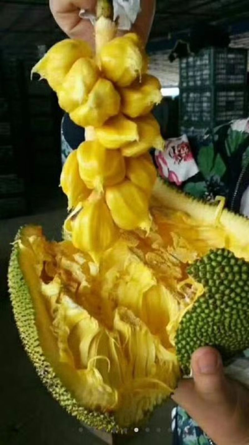 1号马来西亚菠萝蜜苗嫁接树