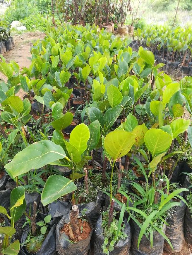1号马来西亚菠萝蜜苗嫁接树