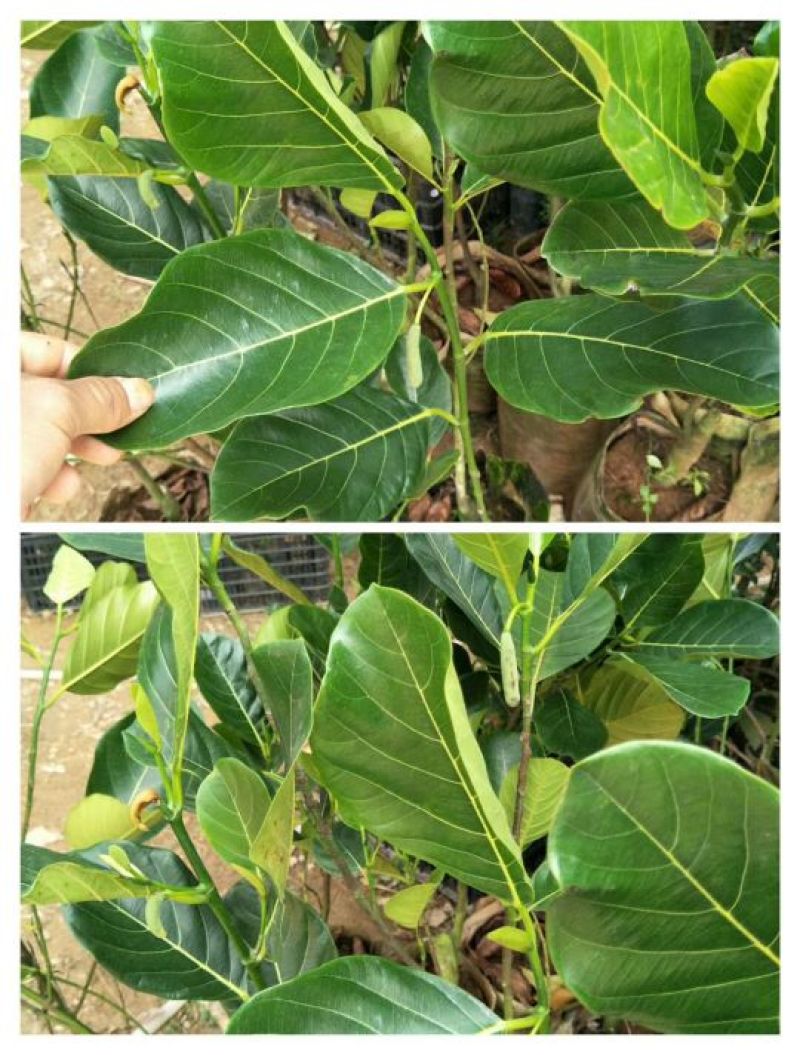 1号马来西亚菠萝蜜苗嫁接树