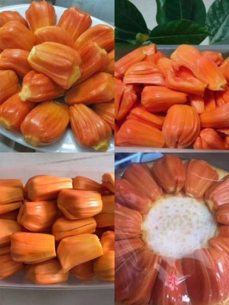1号马来西亚菠萝蜜苗嫁接树