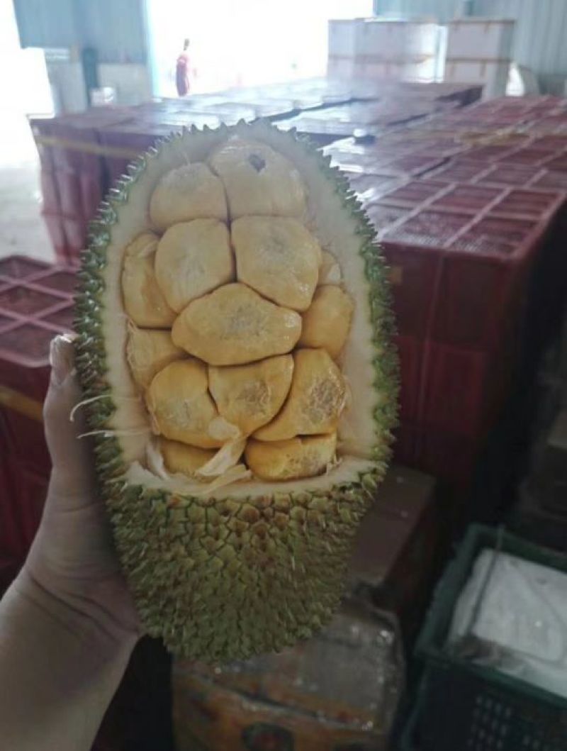 1号马来西亚菠萝蜜苗嫁接树