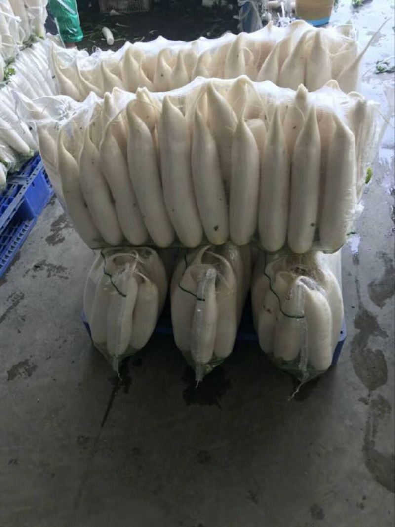 白萝卜1~1.5斤起发全国