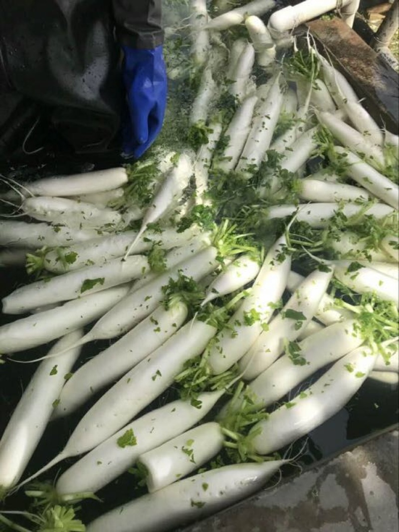 白萝卜1~1.5斤起发全国