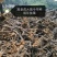 布福娜树苗30~50cm