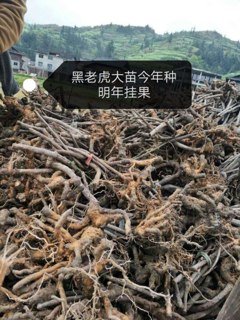 布福娜树苗30~50cm