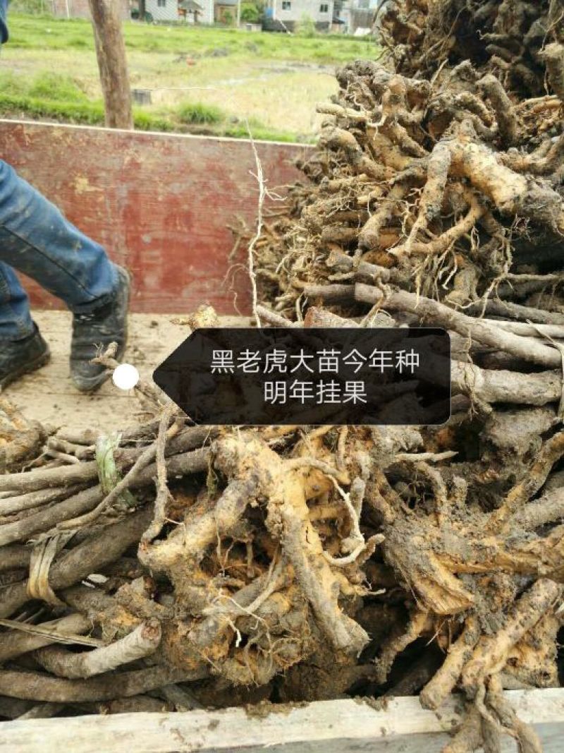 布福娜树苗30~50cm
