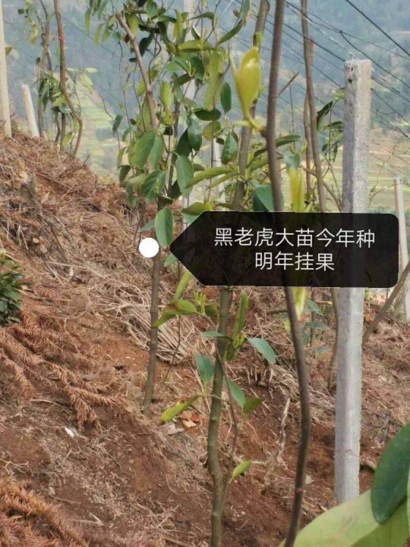 布福娜树苗30~50cm