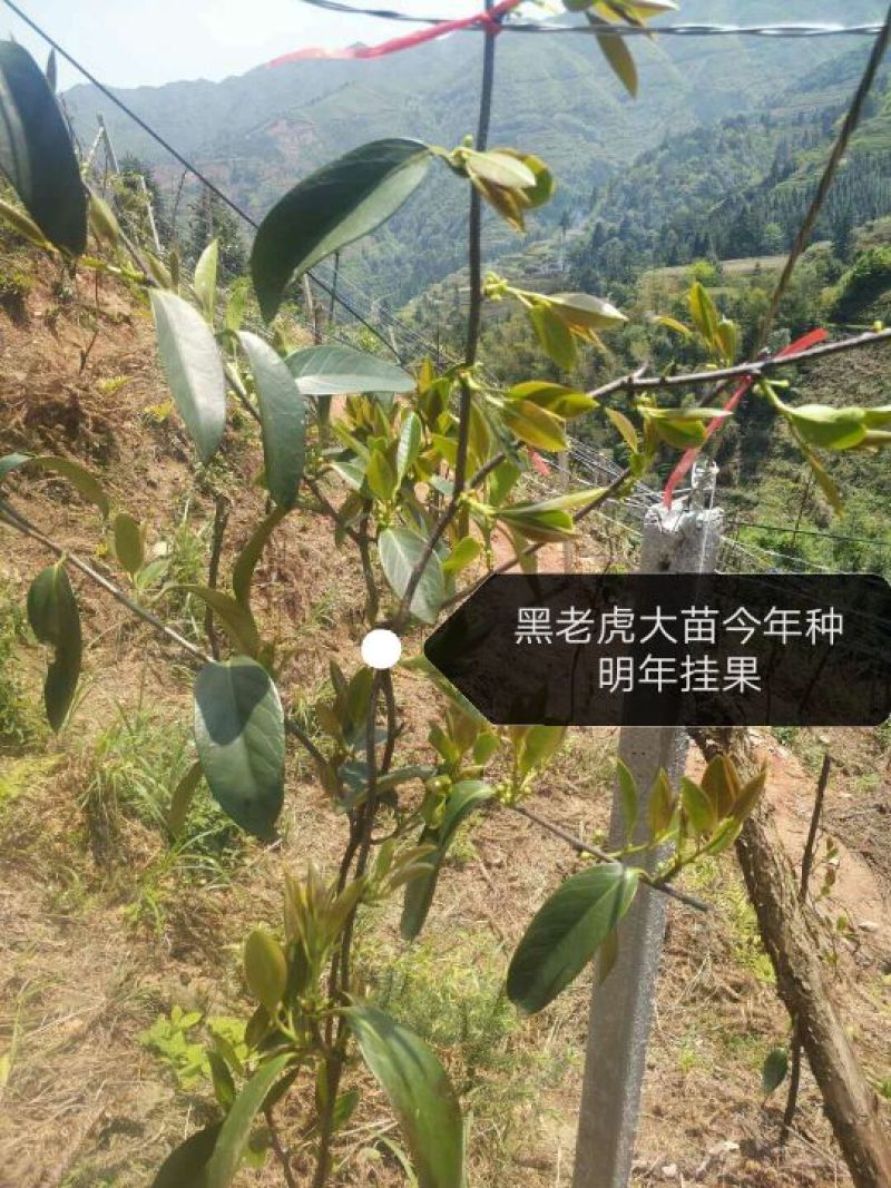 布福娜树苗30~50cm