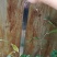 布福娜树苗30~50cm