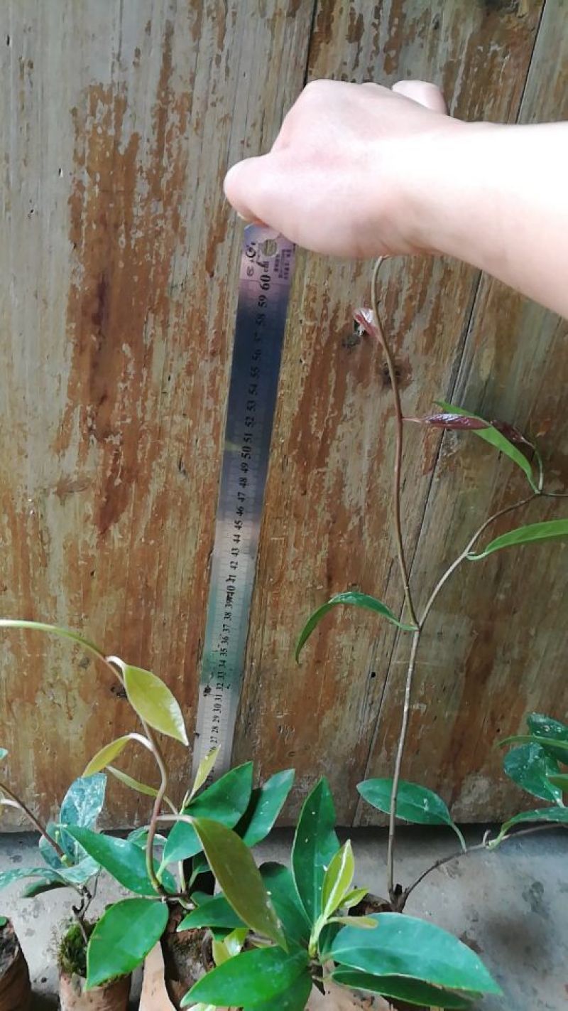 布福娜树苗30~50cm