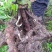 布福娜树苗30~50cm