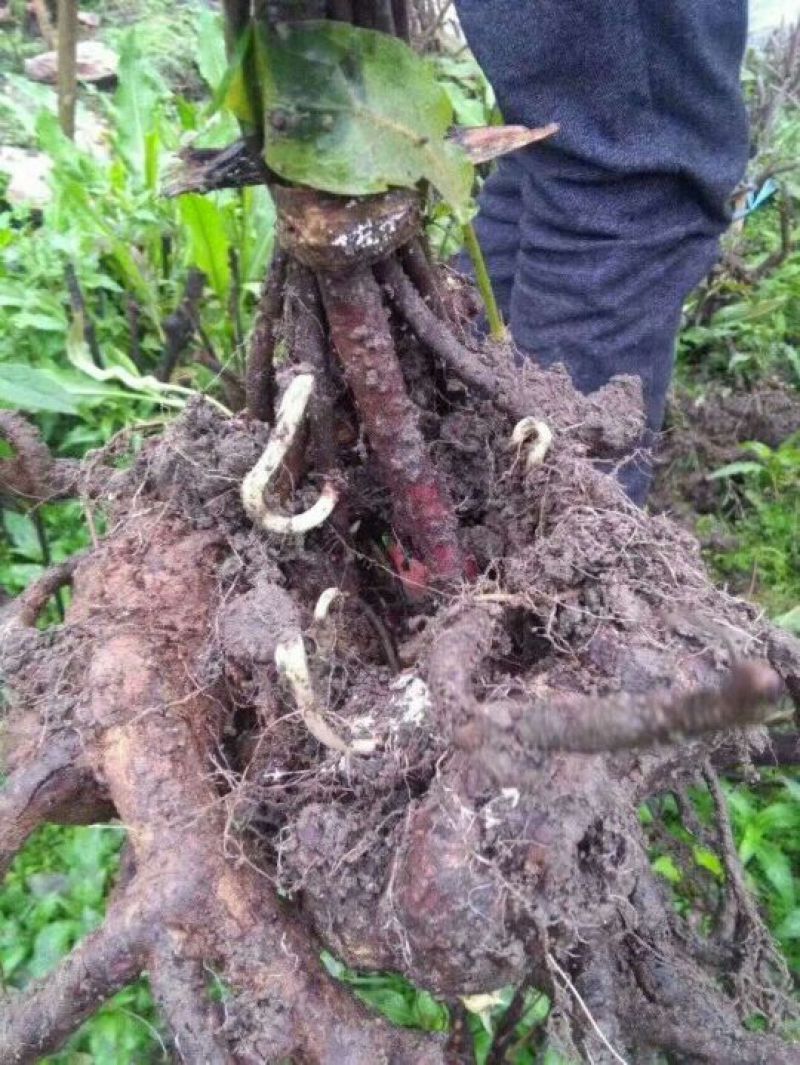 布福娜树苗30~50cm