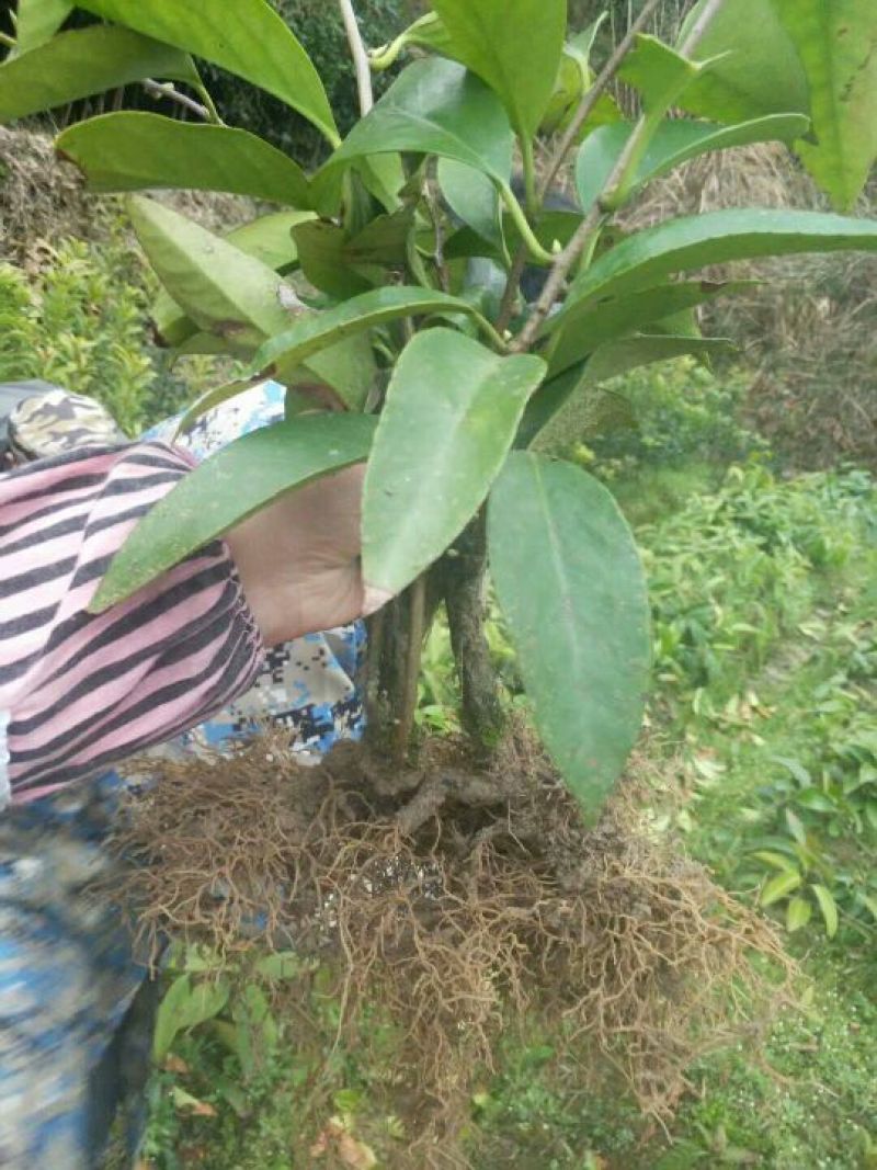 布福娜树苗30~50cm